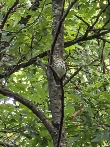 Wood Thrush