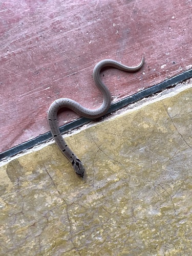 Duméril's Kukri Snake