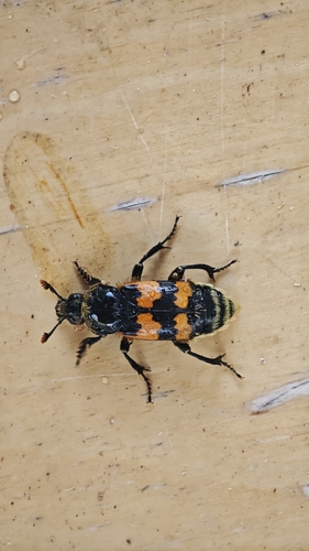 Vespillo Burying Beetle