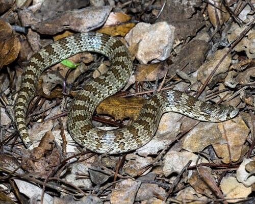 Chihuahuan Hook-nosed Snake