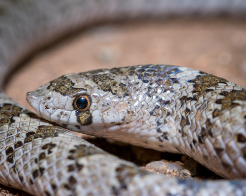 Chihuahuan Hook-nosed Snake