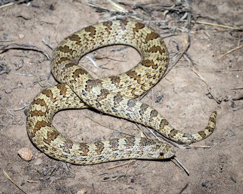 Chihuahuan Hook-nosed Snake