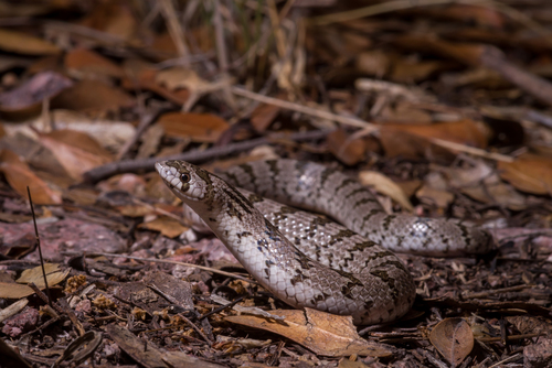 Chihuahuan Hook-nosed Snake