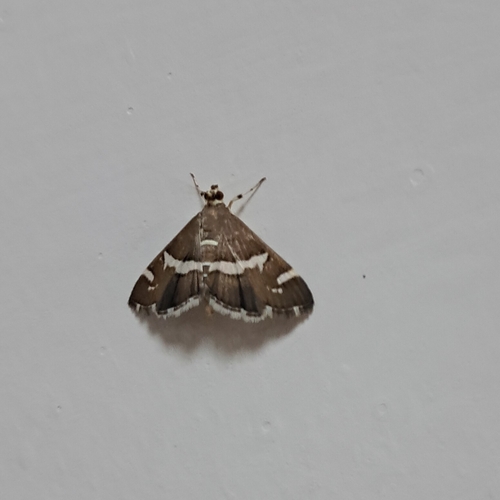Hawaiian Beet Webworm Moth