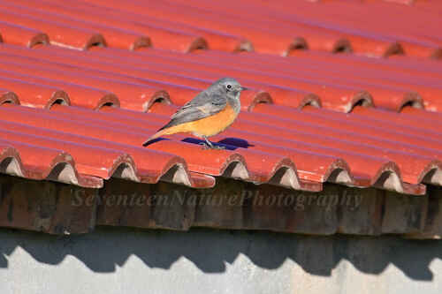 Black Redstart