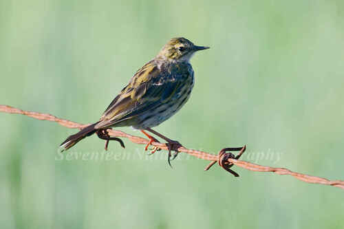 Rosy Pipit
