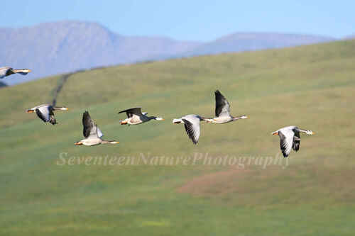 Bar-headed Goose
