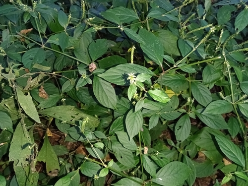 Japanese Chaff Flower