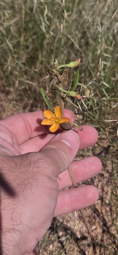 Orange Flameflower