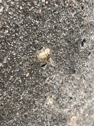 Yellow-legged Mud-dauber Wasp