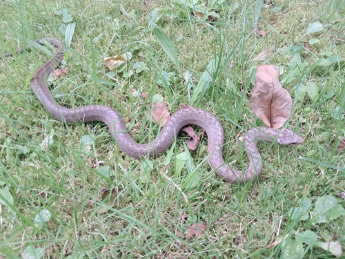 Smooth Snake