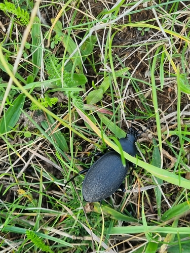 Leather Beetle