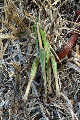 Admirable Grasshopper