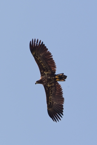 White-tailed Eagle