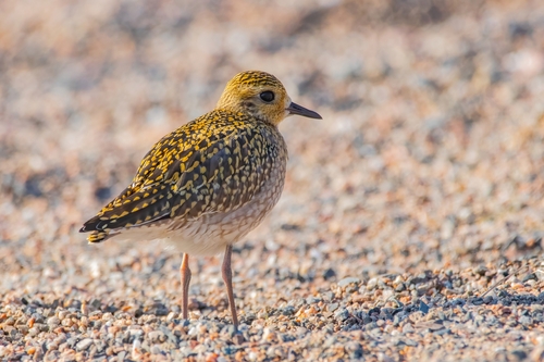 Pacific Golden-Plover