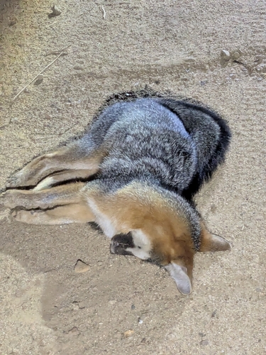 Gray Fox