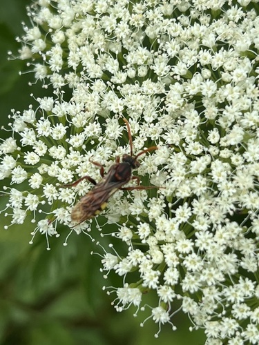 Nomad Bees