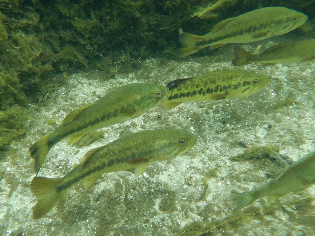 La depredación de la lobina (Micropterus salmoides) en México