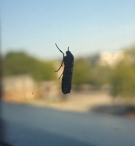 Ailanthus Webworm Moth