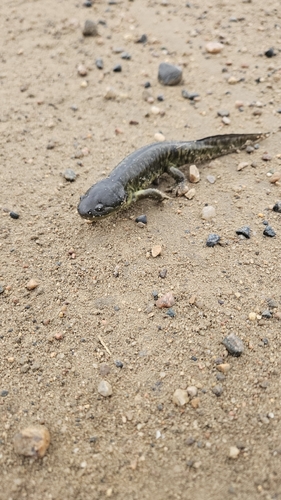 Western Tiger Salamander