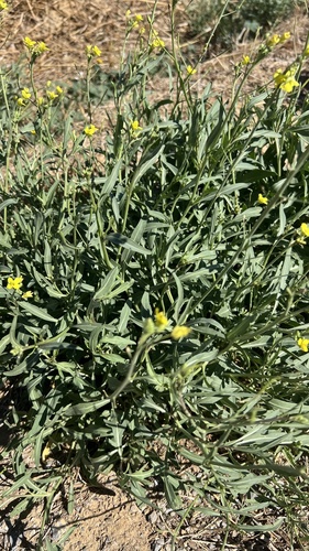 Perennial Wall-rocket