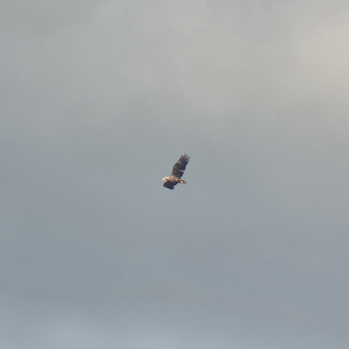 Haliaeetus albicilla albicilla