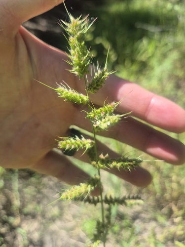 rough barnyard grass