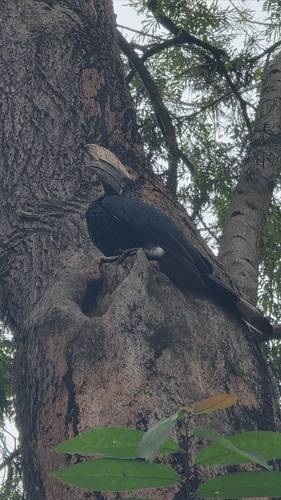 Silvery-cheeked Hornbill