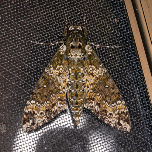 Manduca rustica
