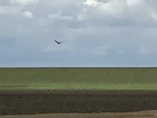 White-tailed Eagle