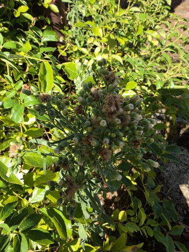 tropical horseweed