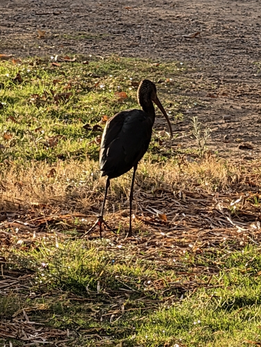 White-faced Ibis