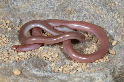 Eurasian Blind Snake