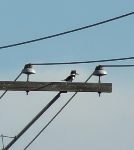 Belted Kingfisher