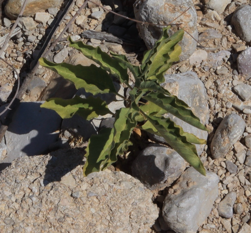 Zizotes milkweed