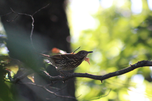Brown Thrasher