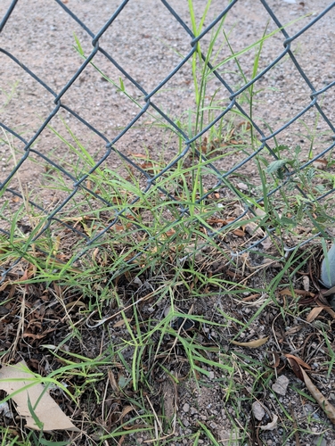 Bermuda grass