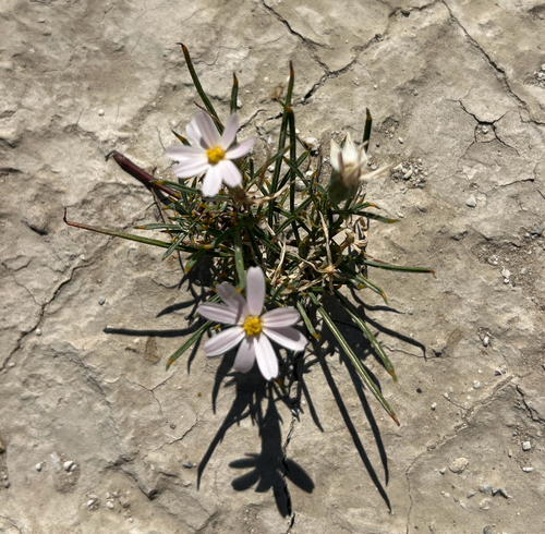 Hole-in-the-sand Plant