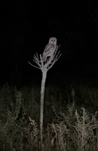 Himalayan Owl