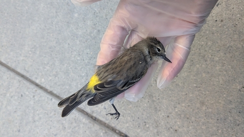 Yellow-rumped Warbler