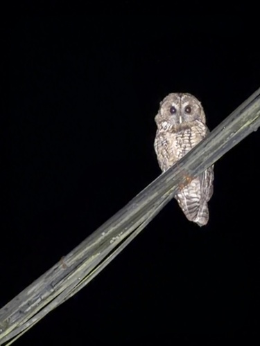 Himalayan Owl