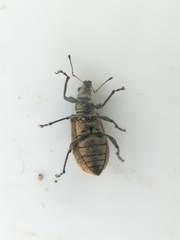Polydrusus cervinus image