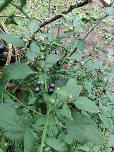American black nightshade