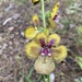 Verbascum bugulifolium - Photo (c) Ahmet Pehlivan, כל הזכויות שמורות, uploaded by Ahmet Pehlivan