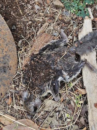 Humboldt's Flying Squirrel observed by tvk