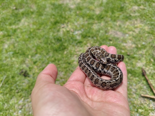 Thamnophis scalaris
