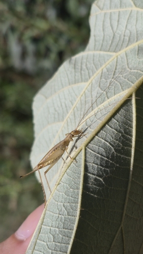 Common Tree Crickets