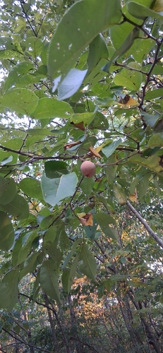 American persimmon