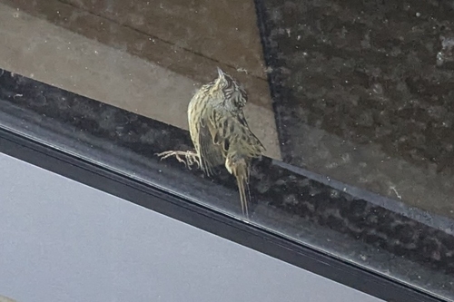 Lincoln's Sparrow