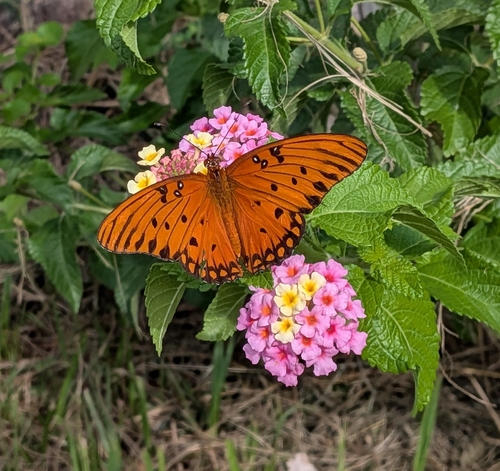 Gulf Fritillary